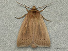  73.152 Rush Wainscot Copyright Martin Evans 