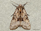  73.153 Union Rustic Copyright Martin Evans 