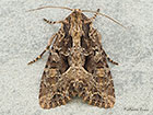  73.154 Dusky Brocade Copyright Martin Evans 