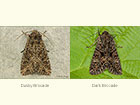  73.154 Dusky Brocade and Dark Brocade Copyright Martin Evans 