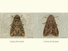  73.154 Dusky Brocade and Crescent Striped Copyright Martin Evans 