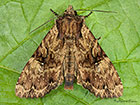  73.155 Clouded Brindle Copyright Martin Evans 