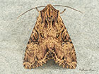  73.155 Clouded Brindle Copyright Martin Evans 