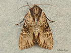  73.156 Clouded-bordered Brindle Copyright Martin Evans 