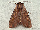  73.156 Clouded-bordered Brindle Copyright Martin Evans 