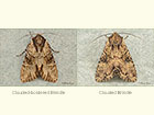  73.156 Clouded-bordered Brindle and Clouded Brindle Copyright Martin Evans 