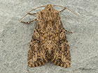  73.157 Large Nutmeg Copyright Martin Evans 