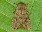  73.158 Rustic Shoulder-knot Copyright Martin Evans 