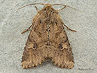  73.158 Rustic Shoulder-knot Copyright Martin Evans 