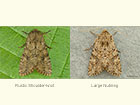  73.158 Rustic Shoulder-knot and Large Nutmeg Copyright Martin Evans 