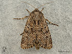  73.159 Small Clouded Brindle Copyright Martin Evans 
