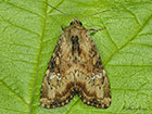  73.160 Slender Brindle Copyright Martin Evans 
