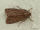  73.161 Crescent Striped Copyright Martin Evans 