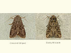  73.161 Crescent Striped and Dusky Brocade Copyright Martin Evans 