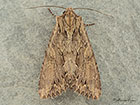  73.162 Dark Arches pale form Copyright Martin Evans 