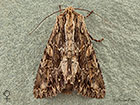  73.162 Dark Arches female Copyright Martin Evans 