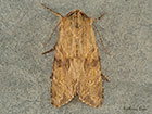 73.164 Reddish Light Arches Copyright Martin Evans 