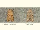  73.164 Reddish Light Arches and Light Arches Copyright Martin Evans 