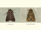  73.165 Confused and Dusky Brocade Copyright Martin Evans 