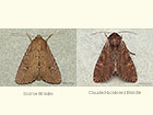  73.166 Scarce Brindle and Clouded-bordered Brindle Copyright Martin Evans 