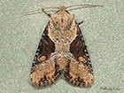  73.168 Double Lobed Copyright Martin Evans 