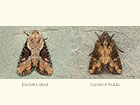  73.168 Double Lobed and Common Rustic  Copyright Martin Evans 