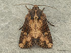  73.169 Common Rustic Copyright Martin Evans 