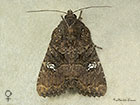 73.169 Common Rustic female Copyright Martin Evans 