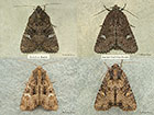  73.169 Common Rustic and Lesser Common Rustic Copyright Martin Evans 