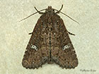  73.170 Lesser Common Rustic Copyright Martin Evans 