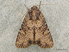  73.170 Lesser Common Rustic Copyright Martin Evans 