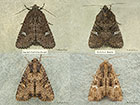 73.170 Lesser Common Rustic and Common Rustic Copyright Martin Evans 