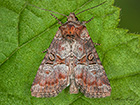  73.171 Rosy Minor Copyright Martin Evans  