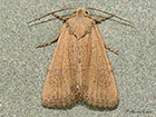  73.172 Cloaked Minor Copyright Martin Evans 
