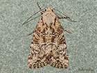  73.172 Cloaked Minor Copyright Martin Evans 