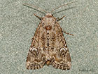  73.172 Cloaked Minor Copyright Martin Evans 