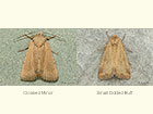  73.172 Cloaked Minor and Small Dotted Buff Copyright Martin Evans 