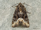  73.173 Marbled Minor Copyright Martin Evans 