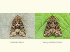  73.173 Marbled Minor and Tawny Marbled Minor Copyright Martin Evans  