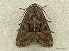  73.174 Tawny Marbled Minor Copyright Martin Evans 