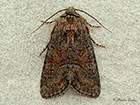  73.174 Tawny Marbled Minor Copyright Martin Evans 