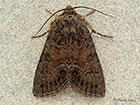  73.174 Tawny Marbled Minor Copyright Martin Evans 