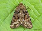  73.174 Tawny Marbled Minor Copyright Martin Evans 
