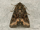  73.174 Tawny Marbled Minor Copyright Martin Evans 