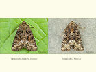  73.174 Tawny Marbled Minor and Marbled Minor Copyright Martin Evans 
