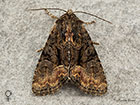  73.175 Rufous Minor female Copyright Martin Evans 