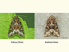  73.175 Rufous Minor and Marbled Minor Copyright Martin Evans 