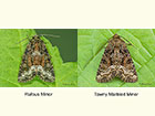  73.175 Rufous Minor and Tawny Marbled Minor Copyright Martin Evans 
