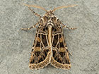  73.178 Beautiful Gothic Copyright Martin Evans 