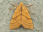  73.179 Orange Sallow Copyright Martin Evans 